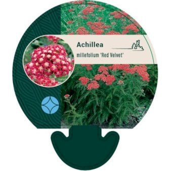 Røllike 'Red Velvetâ 0,8 liter potte